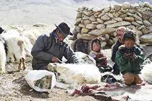 Pashmina goats