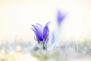 Pasque flower or Pasquebells (Pulsatilla vulgaris) in a meadow