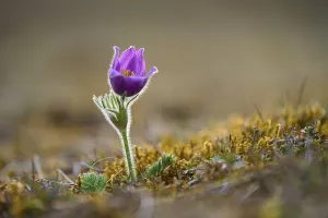 Pasque flower (Pulsatilla vulgaris)