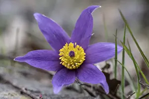 Pasque flower (Pulsatille vulgaris)