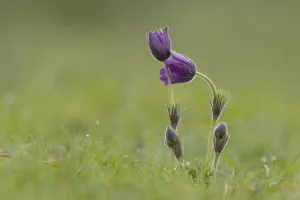 Pasque (Pulsatilla vulgaris) flower in spring