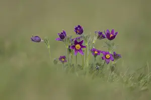Pasqueflower (Pulsatilla vulgaris) wild plant flowers in grassland in spring