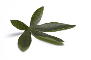 Passiflora leaf