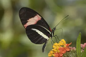 Passion Flower Butterfly (Heliconius melpomene)