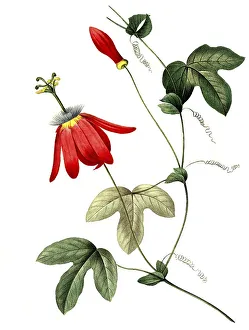 Passion flower, Passiflora racemosa