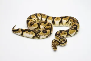 Pastel Calico Ball Python or Royal Python (Python regius)