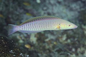 Pastel ringwrasse (Hologymnosus doliatus)