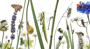 Pastoral composition of many different European insects