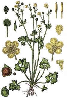 Pasture buttercup (Ranunculus hybridus Philonotis)
