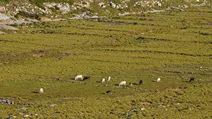 A pasture landscape with cows in a mountainous setting under a clear sky