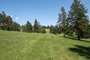 Pasture with larches on the Salten