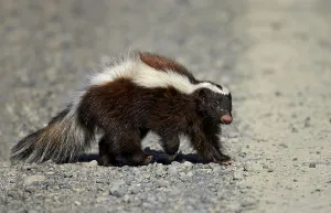Patagonian Hog-nosed Skunk (Conepatus humboldtii) adult