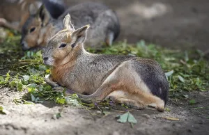 Patagonian Mara Dolichotis patagonum resting on ground in zoo