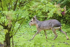 A Patagonian mara (Dolichotis patagonum) runs through dense vegetation across a meadow