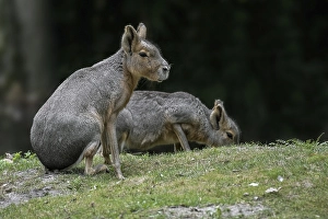 Two Patagonian maras (Dolichotis patagonum)