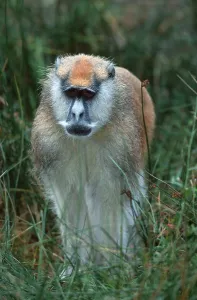Patas monkey (Erythrocebus patas), patas monkey
