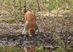 Patas monkey (Eythrocebus patas)