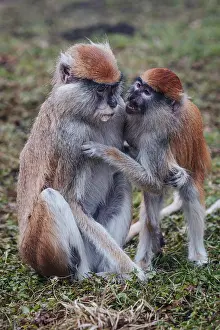 Patas monkey also known hussar monkey (Erythrocebus patas)