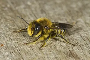 Patchwork leafcutter bee (Megachile centuncularis) adult male
