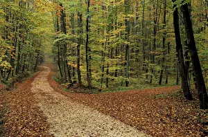 Path through the autumn forest
