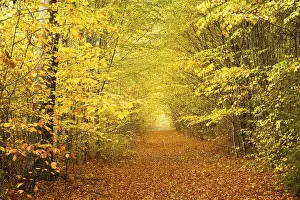 Path through autumnal beech forest (Fagus)