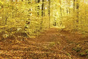 Path through autumnal beech forest (Fagus)