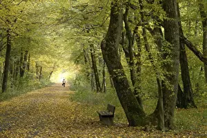 Path in an autumnal wood
