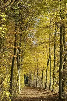 Path in the autumnally discoloured beech forest