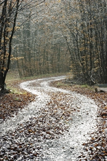 Path through an autunmale forest on a rainy day