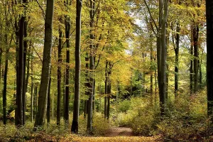 Path through a beech forest with autumn leaves