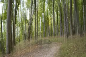 Path through the beech forest, blurred