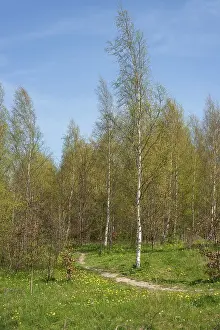 Path in a birch forest (Betula pendula) in springtime in Ystad