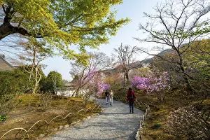 Path between blooming bushes in spring