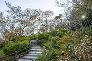 Path between blooming bushes in spring