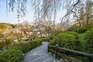 Path under blooming cherry trees