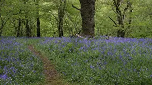 Path through blooming Common bluebells (Hyacinthoides non-scripta) in the forest