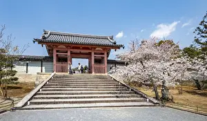 Path with blossoming cherry tree