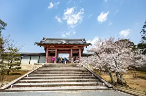 Path with blossoming cherry tree