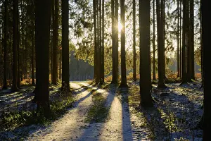 Path in the coniferous forest at sunrise in winter