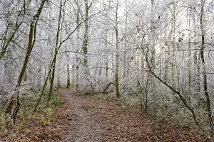 Path through deciduous forest with hoarfrost