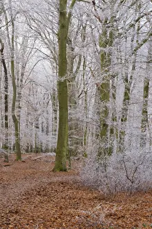 Path through deciduous forest with hoarfrost