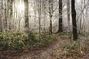 Path through deciduous forest with hoarfrost