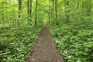 Path through deciduous forest in spring