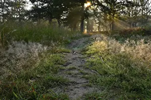 Path in deciduous forest with sun star
