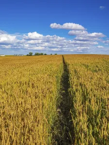 A path through a field of golden wheat leads to a farm on the prairies of southern Alberta
