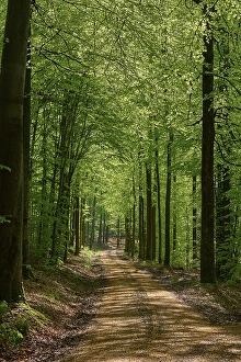 Path, forest, beech, backlight