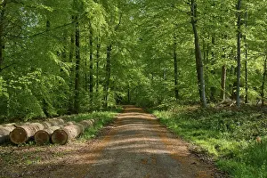 Path, forest, beech, longwood, spring