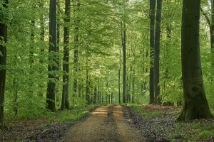 Path, Forest, Beech, Morning, Spring