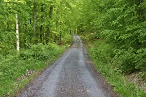 Path, forest, beech, spring, Altenbuch