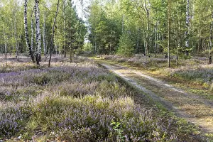 Path through the forest with broom heather (Calluna vulgaris)
